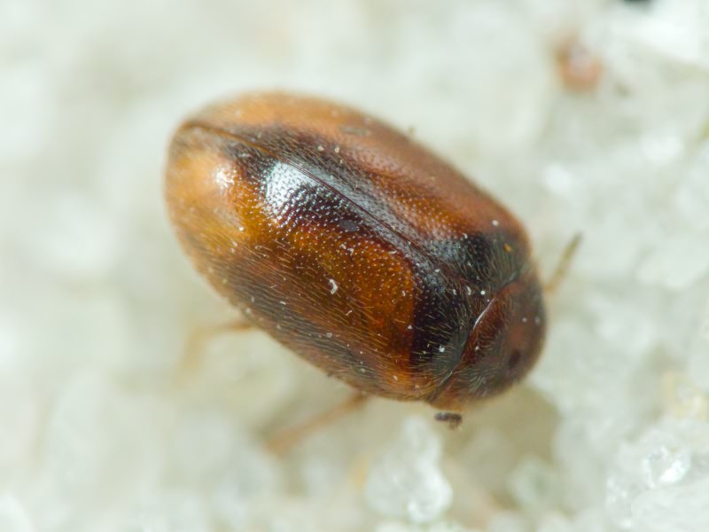 Scirtidae Fleming, 1821